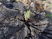 Une plante dans un tronc